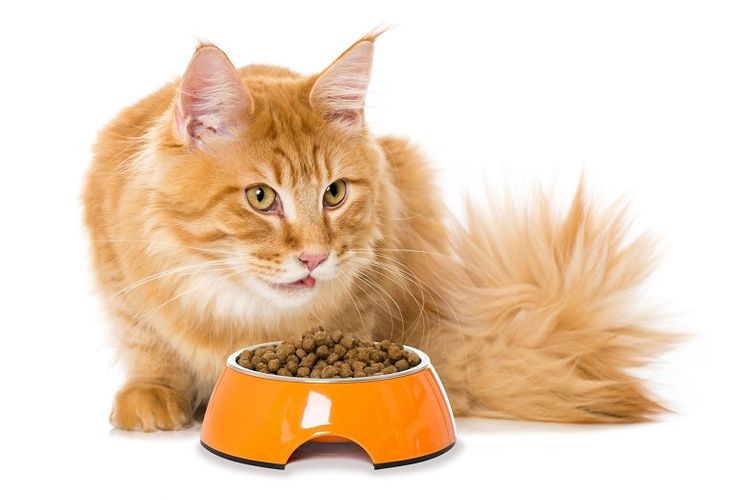 makanan kucing